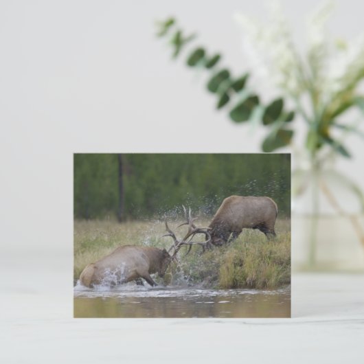 野生の雄ジカが闘う、ワイオミング州イエローストーン国立公園 ポストカード (スタンド正面)