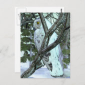 野生の雪のフクロウに ポストカード (正面/裏面)