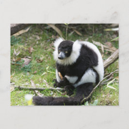 野生の静けさ：白黒のRuffed Lemur ポストカード