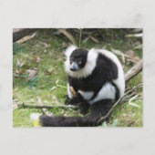 野生の静けさ：白黒のRuffed Lemur ポストカード (正面)