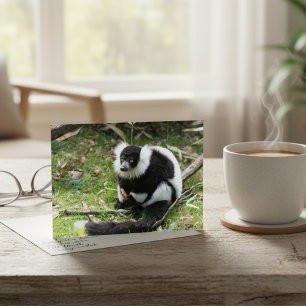 野生の静けさ:白黒のRuffed Lemur ポストカード