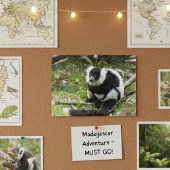 野生の静けさ：白黒のRuffed Lemur ポストカード