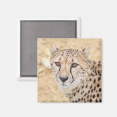 野生の顔：チーターの強烈な外観 マグネット (正面/裏面)