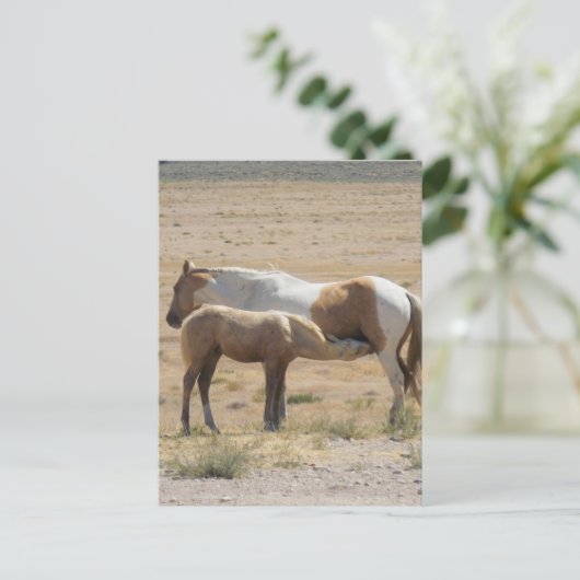 野生の馬が自然に過ごす瞬間 ポストカード (スタンド正面)