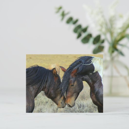 野生の馬が鼻を触れ合うポストカード ポストカード (スタンド正面)