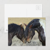 野生の馬のカップル ポストカード (正面/裏面)