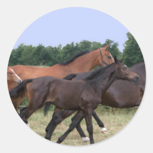 野生の馬のステッカー ラウンドシール