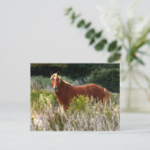 野生の馬の停止 ポストカード (スタンド正面)