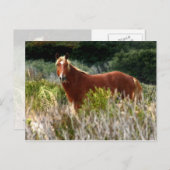 野生の馬の停止 ポストカード (正面/裏面)