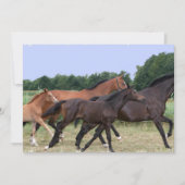 野生の馬の招待状 招待状 (正面)