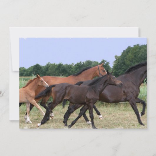 野生の馬の招待状 招待状 (正面)