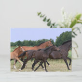 野生の馬の招待状 招待状 (スタンド正面)