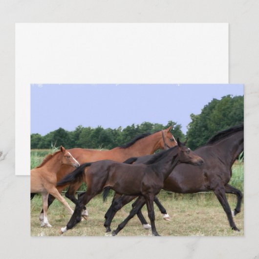 野生の馬の招待状 招待状 (正面/裏面)
