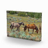 野生の馬の放牧 フォトブロック (右)