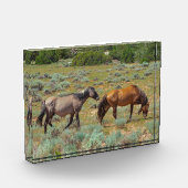 野生の馬の放牧 フォトブロック (左)