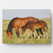 野生の馬の母と子馬の放牧 フォトプラーク (正面)