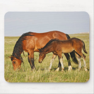 野生の馬の母と子馬の放牧 マウスパッド
