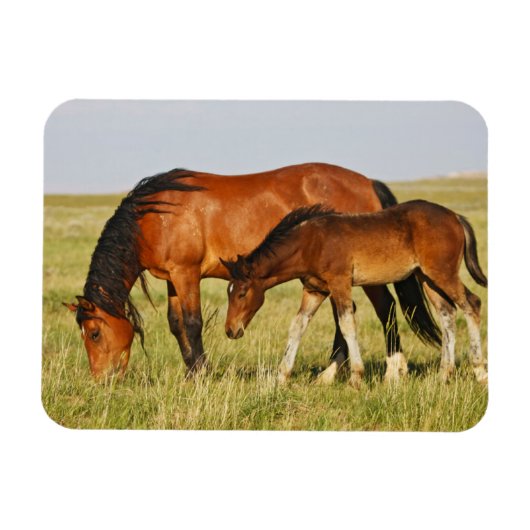 野生の馬の母と子馬の放牧 マグネット (横)