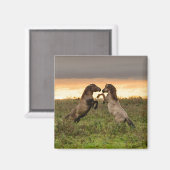 野生の馬の磁石を突き立てる マグネット (正面/裏面)