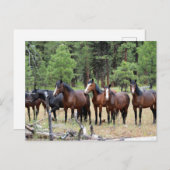 野生の馬の群れ ポストカード (正面/裏面)