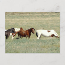 野生の馬の群れ ポストカード