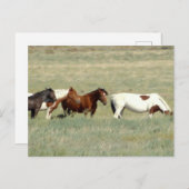 野生の馬の群れ ポストカード (正面/裏面)