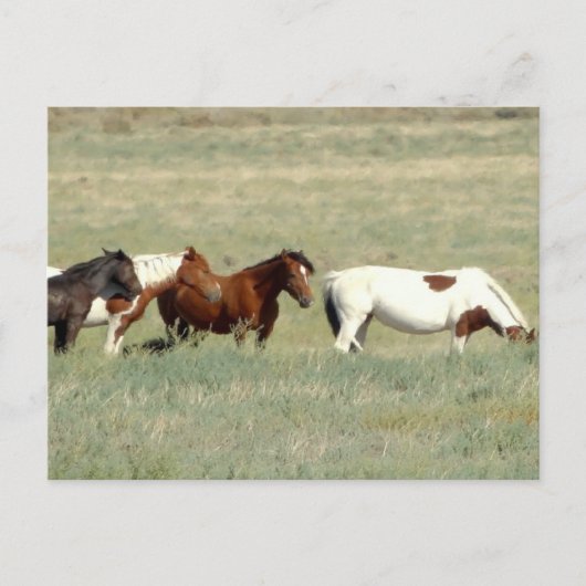 野生の馬の群れ ポストカード (正面)