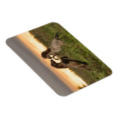 野生の馬の長方形の磁石を突き出す マグネット (右側)