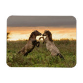 野生の馬の長方形の磁石を突き出す マグネット (横)