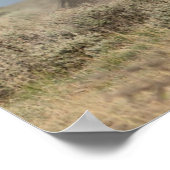 野生の馬の雄ヤギ戦い ポスター (角)