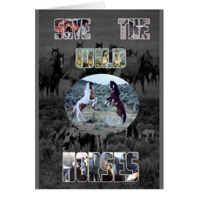 野生の馬を救って下さい (正面)