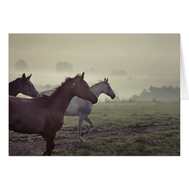 野生の馬 (正面横)