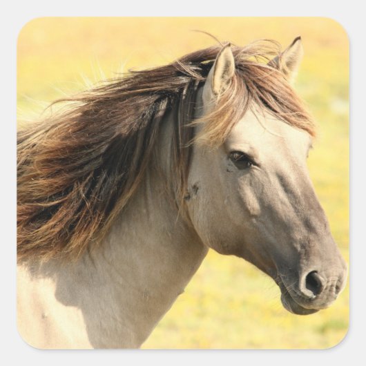 野生の馬 スクエアシール (正面)