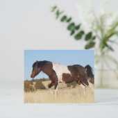 野生の馬、スティーンズマウンテンズ ポストカード (スタンド正面)