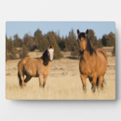 野生の馬、スティーンズマウンテン フォトプラーク (正面)