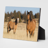 野生の馬、スティーンズマウンテン フォトプラーク (側面)