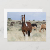 野生の馬、スティーンズマウンテン ポストカード (正面/裏面)