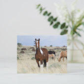 野生の馬、スティーンズマウンテン ポストカード (スタンド正面)