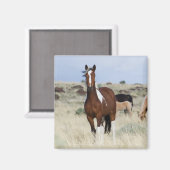 野生の馬、スティーンズマウンテン マグネット (正面/裏面)