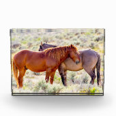 野生の馬 フォトブロック (正面)