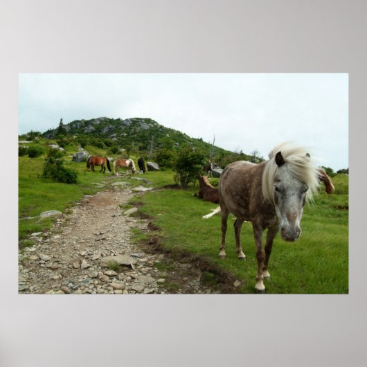 野生の馬 ポスター (正面)