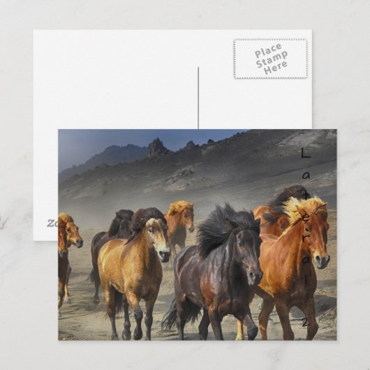 野生の馬 ポストカード (正面/裏面)