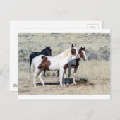 野生の馬 ポストカード (正面/裏面)