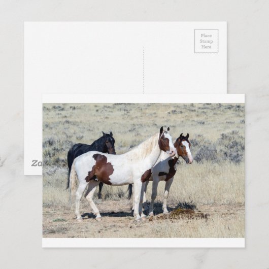 野生の馬 ポストカード (正面/裏面)