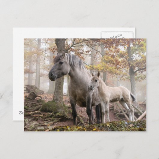 野生の馬 ポストカード (正面/裏面)