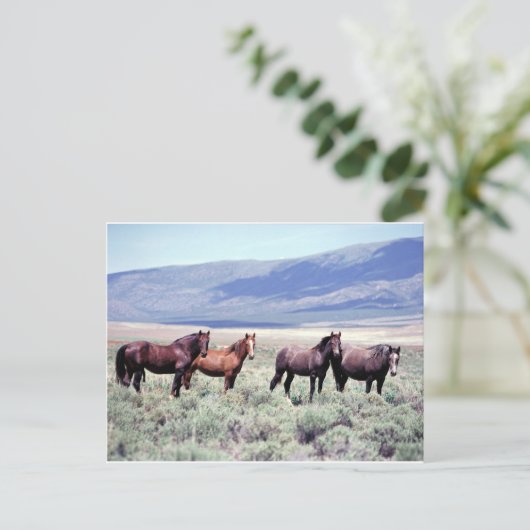 野生の馬 ポストカード (スタンド正面)