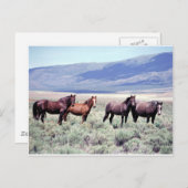 野生の馬 ポストカード (正面/裏面)
