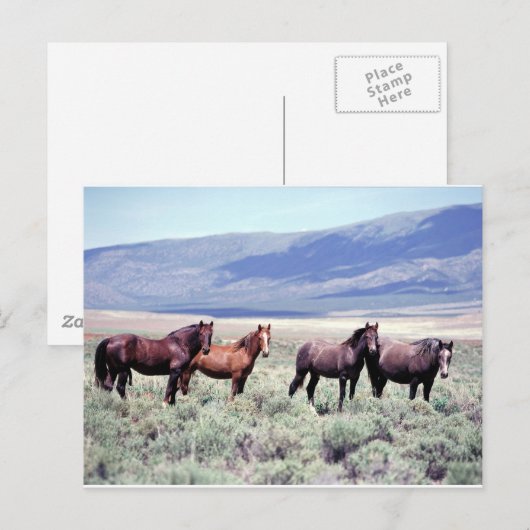 野生の馬 ポストカード (正面/裏面)