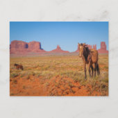 野生の馬 ポストカード (正面)
