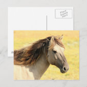 野生の馬 ポストカード (正面/裏面)